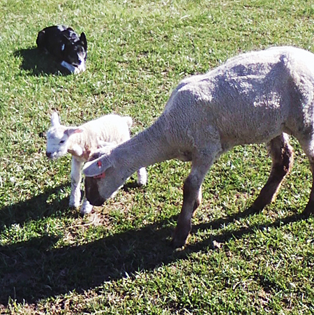 Shed or Pasture Lambing